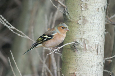 was wel koud maar toch even in mijn hut wezen kijken deze vink bleef even op een leuk plekje zitten