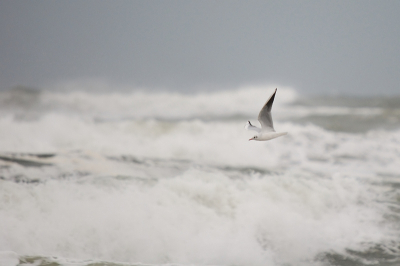 een kokmeeuw in de Arkemheen is toch een ander verhaal dan op Terschelling...ook deze vind ik de moeite waard!