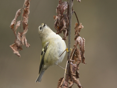 Tijdens onze vakantie afgelopen week kwamen we regelmatig groepen goudhaantjes tegen. Lastig vast te leggen deze snelle behendige vogeltjes. Uiteindelijk was ik tevreden met bovenstaande resultaat.