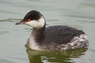 Donderdag was deze kuifduiker nog erg schuw en zat honderd meter uit de kant. Vandaag was hij duidelijk gewend aan de omgeving en kwam tot zeer dichtbij. een klein zonnetje had welkom geweest maar hiermee ben ik ook erg blij.