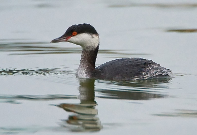 Nog maar een plaatje van de kuifduiker van vandaag omdat de houding van deze toch geheel anders is. Een langere nek; meet fuut als dodaars zullen we maar zeggen.