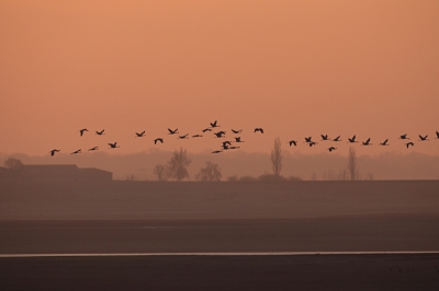 Een sliert Kraanvogels vliegt door het prille ochtendlicht. Lac du Der is het grootste, kunstmatige meer van Frankrijk. Het verschil tussen het zomer- en winterpeil is maar liefst 12 meter! 's Winters fungeert het drooggevallen meer als pleisterplaats voor tienduizenden Kraanvogels. De lichte streep op de voorgrond is een waterhoudende geul.