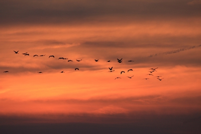 Bij het krieken van de dag verlaten Kraanvogels het drooggevallen Lac du Der. De schallende roep van deze bijzondere vogels hoor je de hele dag. Om kippenvel van te krijgen...