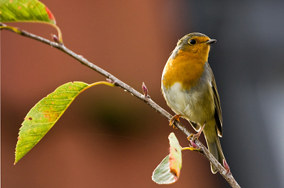 Mijn eerste upload op Birdpix. Lang getwijfeld of mijn kwaliteit wel hoog genoeg is, maar zelf vind ik hem wel geslaagd.  Uit de hand gemaakt en geprobeerd de achtergrond te laten harmonieren