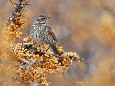 Op dit soort sombere dagen geven de duindoorns in het Lauwersmeergebied tenminste nog wat kleur aan de omgeving. Heb dit weekend twee middagen genvesteerd in kramsvogels en koperwieken. Met de kramsvogels wilde het niet lukken, maar van de koperwiek kon ik vanmiddag wat fotos maken zoals ik ze in mn hoofd had. Dit exemplaar kon ik tussen de wazige duindoorn-jungle door nog net fotograferen. Het resultaat was een vlammende herfstfoto. Foto is praktisch fullframe.