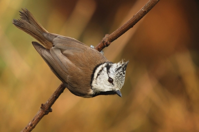 inmiddels vaste bezoeker van onze tuin en dus kon ik dit fotogenieke vogeltje vanmorgen, toen er even een beetje zon en dus meer licht was, weer op de gevoelige plaat vastleggen