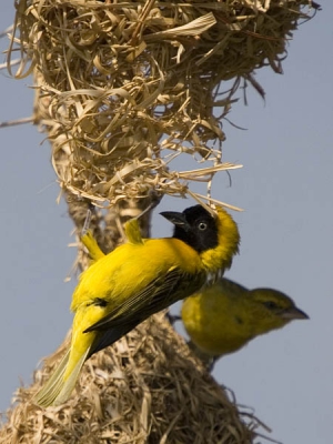 De regens zijn begonnen en de vogels hebben de lente in de bol!