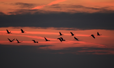 Iedere ochtend zwermen er tienduizenden Kraanvogels uit over de omliggende landerijen om te fourageren. Vooral masakkers zijn favoriet. Met boeren in de omgeving zijn overeenkomsten afgesloten om de mas ruw te hakselen, waarbij veel maskorrels op het land blijven liggen. De Kraanvogels profiteren hier weer van. De laatste jaren blijven er steeds meer Kraanvogels rond Lac du Der overwinteren, vermoedelijk spelen de kwakkelwinters en een goed voedselaanbod hierbij een rol.