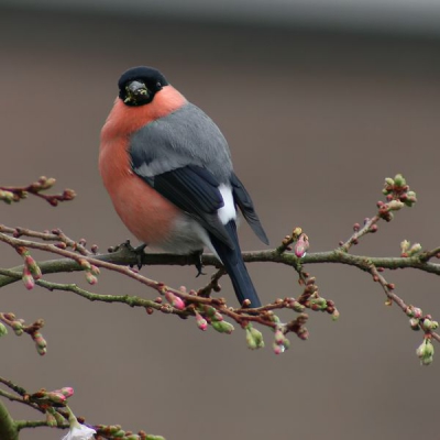 Geregeld doen goudvinken zich tegoed  aan de bloesemboom van de buren.Het blijven prachtige vogels en dit is de eerste waar ik redelijk tevreden over ben.