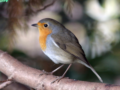Deze vogel zat bij mij in de tuin. Het was bewolkt weer en midden op de dag. Dit is mijn eerste foto die ik oplaad en ik wil kijken wat er verder gebeurd.