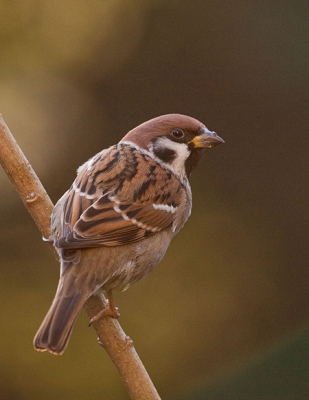 Portretje van "gewoon maar" een mus. Schuifpui op een kier, vanaf statief. Lekker herfstachtig