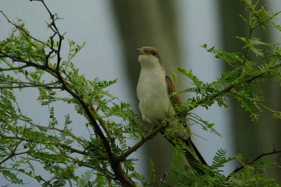 Even gekeken of deze vogel al op birdpix stond maar kon hem niet vinden. Vaak verscholen in de dtruiken aanwezig maar met veel geduld komen ze vanzelf naar boven gekropen.