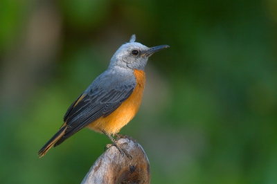 A very beautiful bird! And this one let me approach to about 6 meters!
