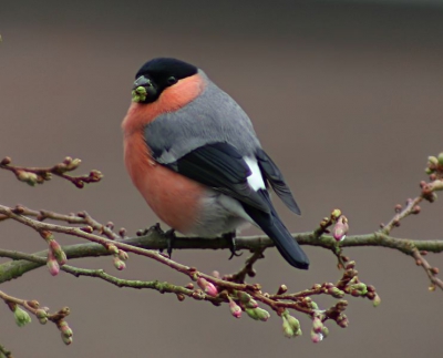 Nog eentje uit de reeks goudvinken van maandag heb trouwens bij het maken volgens mijn vrouw een winterkoninkje een paar takken lager over het hoofd gezien jammer volgende keer beter opletten.