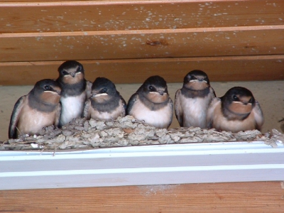 Het mooie mandje onder het balkon was te klein geworden voor deze zes jonge zwaluwtjes. Moeders had een klein muurtje gemaakt op een richeltje waar ze geduldig achter zitten te wachten op het eten.