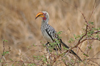 Deze prachtige vogel kwamen wij tegen tijdens een gamedrive in het Krugerpark.