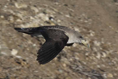 Rond 15 uur kwamen ze met duizenden aan, een bijzonder moment elke dag! Deze kleine "albatrossen" zijn toch een van de mooiste zeevogels van Europa.