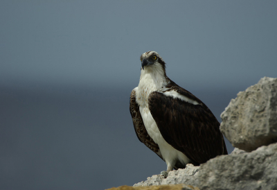 Om ze te vinden was het niet moeilijk, vaak zaten de vogels op vaste plekken langs de kust. Bij deze was altijd een juv in de buurt die iets verderop zat.