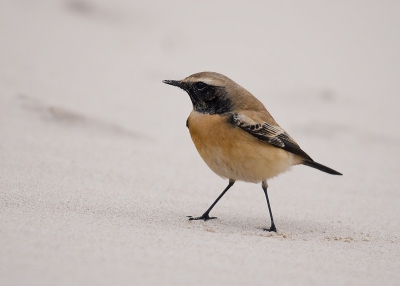 Deze vogel zat op het strand bij Schoorl. Erg mooi om deze zeldzame vogel te kunnen zien en fotograferen.