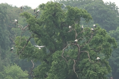 Van alle kanten kwamen 's avonds Ooievaars aanvliegen richting een kolossale eik. Dit was hun slaapboom. Echt een prachtig gezicht. 

Even een ongewoon verzoek: Het was bijna onmogelijk om deze foto met zoveel detail binnen de maximale KBs te houden, dus kijk niet heel erg naar de kwaliteit, maar vooral naar de sfeer...