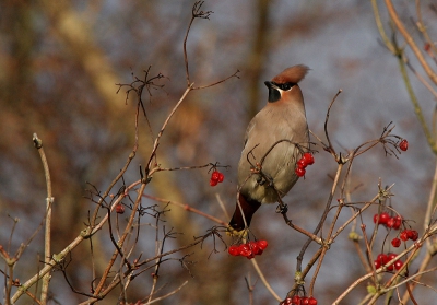 Pestvogel op Gelderse Roos, weliswaar niet beeldvullend, maar de foto geeft wel mooi weer in welke biotoop deze vogel foerageert.