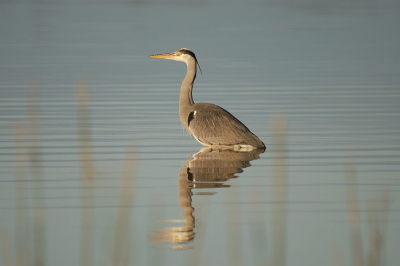 speciaal voor Mies...een blauwe reiger zonder tegenlicht, maar wel in erg mooi licht...plaatsing centraal kun je t over hebben..:-)