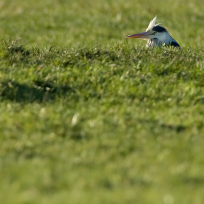 Vandaag voor de nostalgie en sfeer naar m'n oude poldertje Arkemheen. Gelukkig! Hier heeft de tijd stilgestaan. Alleen de Kleine Zwanen zijn weg. 

Maf gezicht. Deze Blauwe Reiger in een greppel met z'n kop net boven alles uit en een witte kuif rechtop.