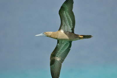 tijdens het fotograferen van vliegende pelicanen kwam deze jonge bruine gent voorbij. Later nog maals gezien opvallend was dat deze vogels tijdens het snorkelen als ze op boeien zaten tot op 50 cm te benaderen waren. Maar ja hoe neem  de camra mee?