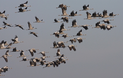 Een heerlijk, maar wel koud weekje rond Lac du Der doorgebracht. De eerste dagen niets kunnen doen door dikke mist. Wel veel kraanvogels over horen komen, maar camera en lenzen bleven in de rugzak. Aan het eind van de week lost de mist op en kan ik eindelijk vliegbeelden maken.