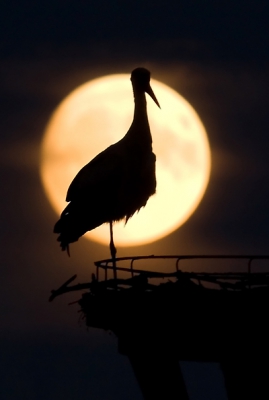 Even getwijfeld of ik deze foto wel zou plaatsen omdat ie qua scherpte en ruis wel wat te wensen overlaat. Vanwege sfeer en pose toch maar wel. Ooievaar op nest tegen maanlicht bij Taarlo (Dr.)
