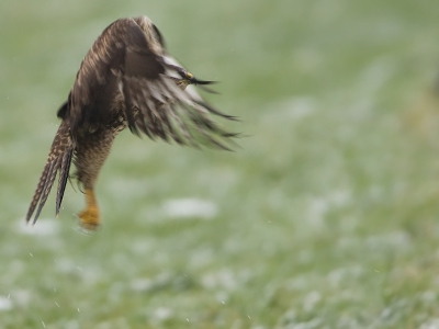 Geen Muizerd maar een Wormerd is dit. En als hij genoeg wormen gegeten heeft, gaat hij weer heel stoer op de uitkijk zitten. Hier vliegt hij op uit het natte besneeuwde weiland.