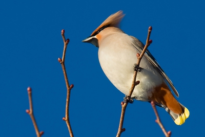 In Alkmaar werd al een paar dagen een paar pestvogels gesignaleerd, in een woonwijk. Zo in het lage middagzonnetje zat ie er prachtig bij!