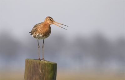 De lente is duidelijk begonnen. Het zit hier vol met parende en nestelende steltlopers.