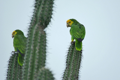 hoofdzakelijk alleen voorkomend op bonaire en niet op de andere benedenwindse eilanden deze papegaaien. na jaren van kleine aantallen stijgt het aantal gelukkig. In tegenstelling tot april dit keer lastig te benaderen door al het groen.