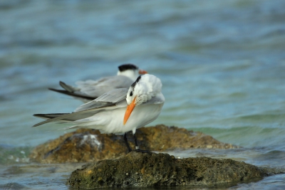 Het gehele jaar zijn deze parachtige koningssterns aanwezig op bonaire. Opvallend was het grote aantal geringde vogels (helaas)? Zijn heel goed te benaderen wanneer ze zitten te poetsen.