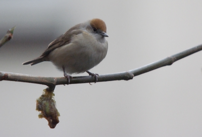 Sinds een paar dagen bezoekt een zwartkop ons piepkleine tuintje. Ik heb er natuurlijk foto's van gemaakt, maar o wat was het een duistere dag. Uiteindelijk vond ik deze uitsnede wel erg leuk, en ook de forse bewerking (vanwege de ruis en daardoor onscherpte) vind ik een grappig effect geven. Het heeft nu meer van een schilderij dan een foto.