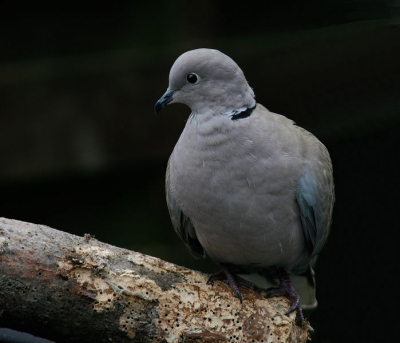 beetje bladerend in mijn archiefje kwam ik een "per ongeluk"foto tegen een turkse tortel die op de plek plaatsnam waar ik een mees hoopte te verwelkomen. Toch afgedrukt en het resultaat .... ja ik vond hem leuk.