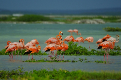 Waar het eiland om bekend is zijn de flamingo's vooral de kleur nu in de herfst (regentijd) was fantastisch. Ook al door de verschillende kleuren.