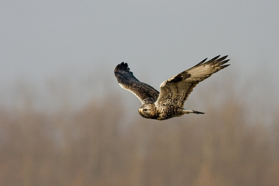 Deze ruigpootbuizerd schijnt niet alledaags te zijn, zeker gezien het aantal auto's(14) achter elkaar gister met een Telelens uit het raam.