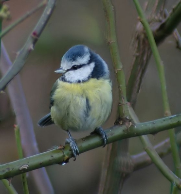 Door een mindere mobiliteit geniet ik extra van de vogeltjes die mijn tuin bezoeken zoals deze pimpelmees die de klimroos als tijdelijke zitplaats benutte. Het is geen bijzondere opname zoals ik hier vaak zie en zeer bewonder. Het genot is er daarentegen er niet minder om al is het dan geen bijzondere vogel of plaat.