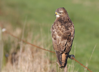 Toen vandaag het zonnetje er even door kwam, ben ik maar even op pad geweest om te kijken of ik buizerds kon fotograferen.
ik heb een hele serie foto's kunnen maken want deze buizerd liet zich makkelijk benaderen