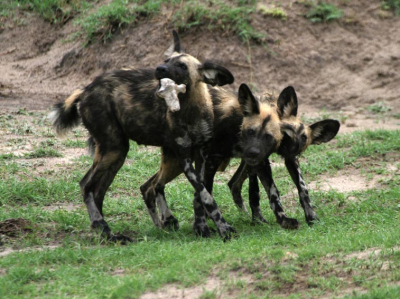 Deze 3 jonge wilde honden maakten deel uit van een pack van 8. Er leven in het wild nog maar ca. 3000 van deze dieren en ze gaan nog steeds in aantal achteruit. Wellicht zijn de laatste die ik in het wild heb gezien.