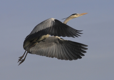 Een Blauwe reiger is een alledaags beest, maar ik vind ze toch mooi. Zeker als ze vliegen. Ik zie de vogel in de verte naderen. Als de Blauwe reiger achter het riet te voorschijn is gekomen kan ik hem 'vrij' in de lucht fotograferen.