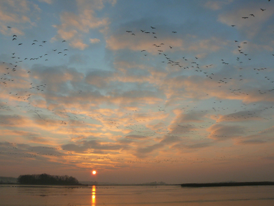 Om de ware sfeer op deze late winterdag echt te kunnen proeven, moet je bij de foto eigenlijk de bijbehorende pittig fisse lucht opsnuiven en die enorme kakefonie van het geluid van deze toendra-vogels er bij kunnen waarnemen.