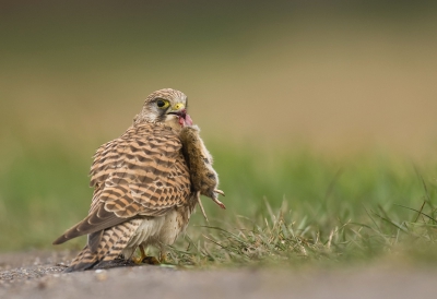 Plat op de buik op de weg,langzaam dichterbij tijgerend heb ik deze kunnen maken.
Met mij oren gespitst en af en toe over mijn schouder kijkend zodat ik niet zelf als "roadkill" zou eindigen.
Dit vrouwtje was te veel bezig met dit lekkere hapje om zich aan mij te storen,later vloog ze een paar meter verder over een sloot heen en ging vrolijk verder knabbelen.