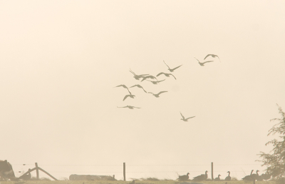 Mist, opkomende zon, koeien, een dijkje en Grauwe Ganzen.