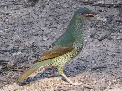 In een uitgestorven National Park in Gippsland, Australi kwam dit vrouwtje ons de broodjes uit onze monden kijken. Tuurlijk kreeg ze ook een stukje brood. Zeer bijzonder dat opvallende paars/blauwe ook. Kwam redelijk dichtbij.