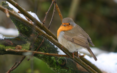 Net lid van Birdpix, dit mijn 1e foto die ik upload