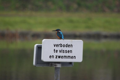 In mijn pauze hier op de kazerne ff rondje gelopen om foto's te maken met mijn nieuwe 150-500. Ben hier voor mijn rijopleiding, en hier loopt en vliegt veel gevogelte rond. Helaas erg bewolkt en geen statief. En tuurlijk had ik de mazzel dat ik deze ijsvogel op de foto kon zetten. Misschien geen superscherpe plaat, maar wel geinig toch?