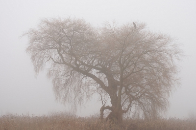 veel mist ook in de Arkemheen vandaag en dus belangrijk om een goede uitzichtpost te hebben...deze aalscholver deed dat in de waarschijnlijk meest bekende boom van de Arkemheen